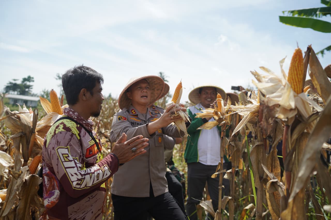 Harapan Tumbuh Bersama Jagung: Kisah Petani Cikalongwetan Bangkit dari Kerja Serabutan