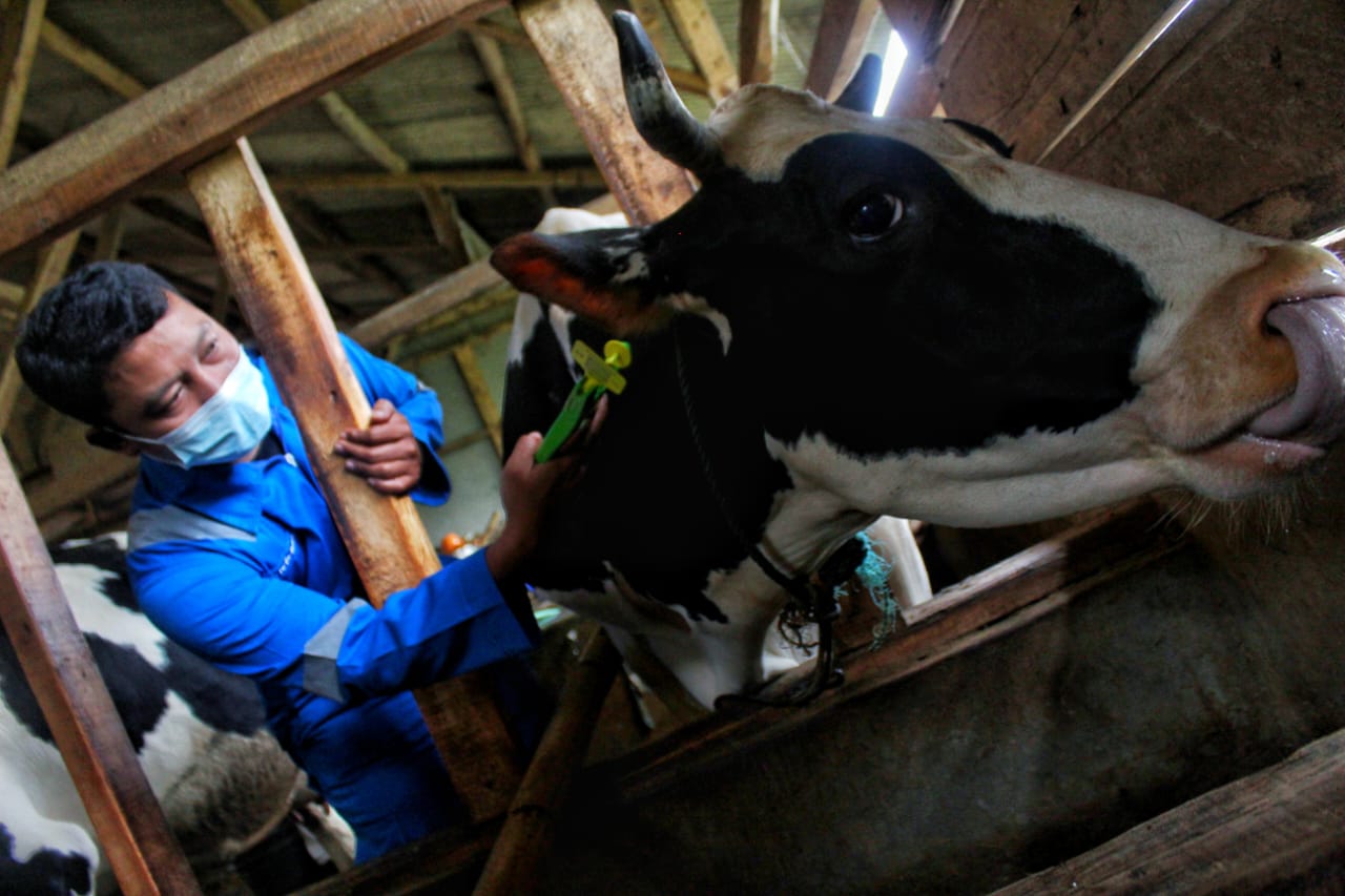 Dampak PMK, Susu KPBS Pangalengan Menghilang Populasi Sapi Terancam