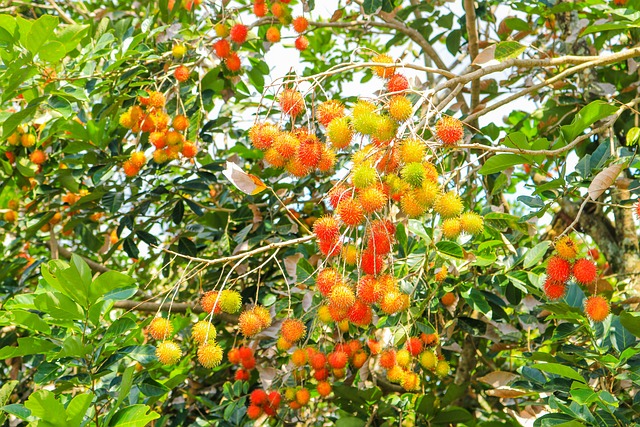 Murah dan Mudah Ditemukan! Ternyata Ini 10 Manfaat Buah Rambutan untuk Kesehatan!   