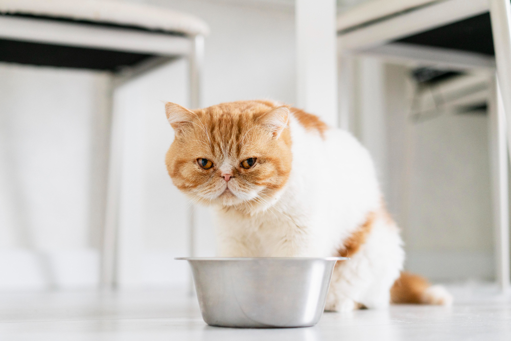 Buat Anabul-Mu Senang dengan 3 Resep Wet Food yang Sehat Untuk Kucing