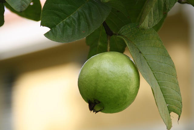 6 Manfaat Daun Jambu Biji untuk Kesehatan Tubuh!   