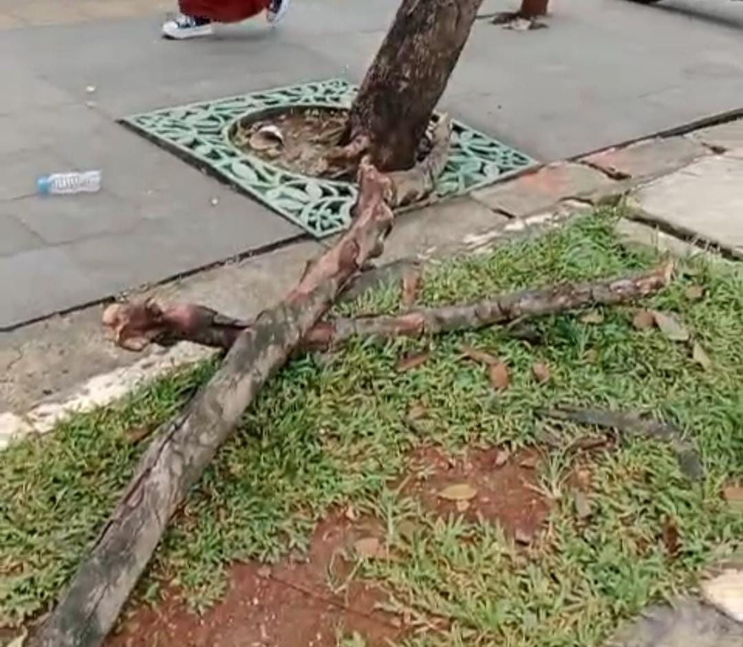 Pohon Tumbang di Jalan Edy Yoso, Pakansari, 3 Korban Luka-luka