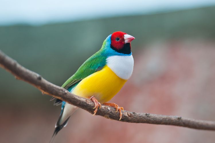 7 Rekomendasi Makanan Burung: Kunci Membuat Suara Burung Gacor