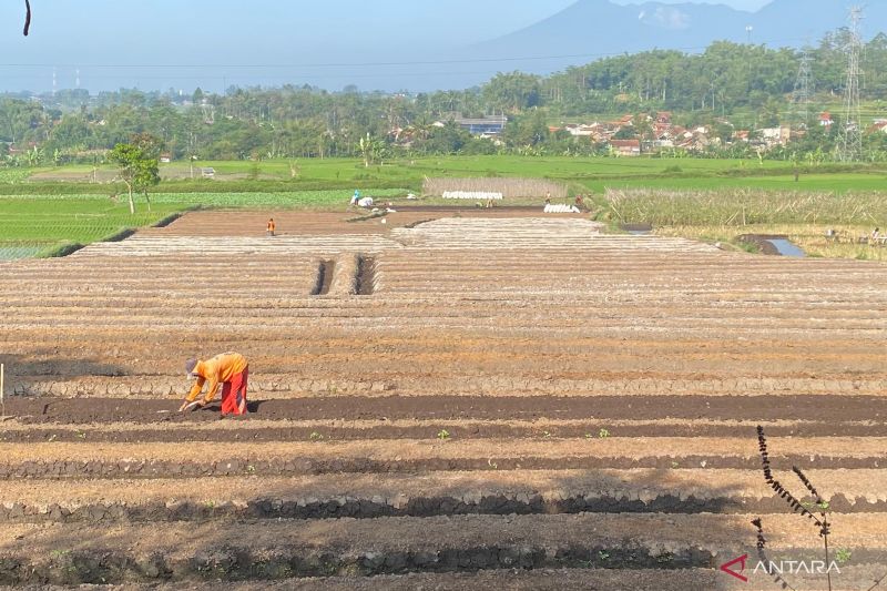 Pemkab Garut Luncurkan Asuransi Jiwa untuk Seribu Petani