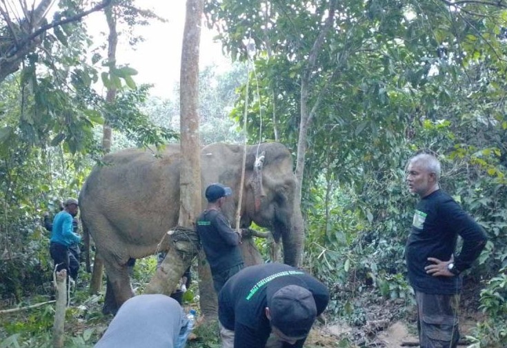  Gajah Sumatra Ditemukan Alami Luka di Wilayah Aceh Timur