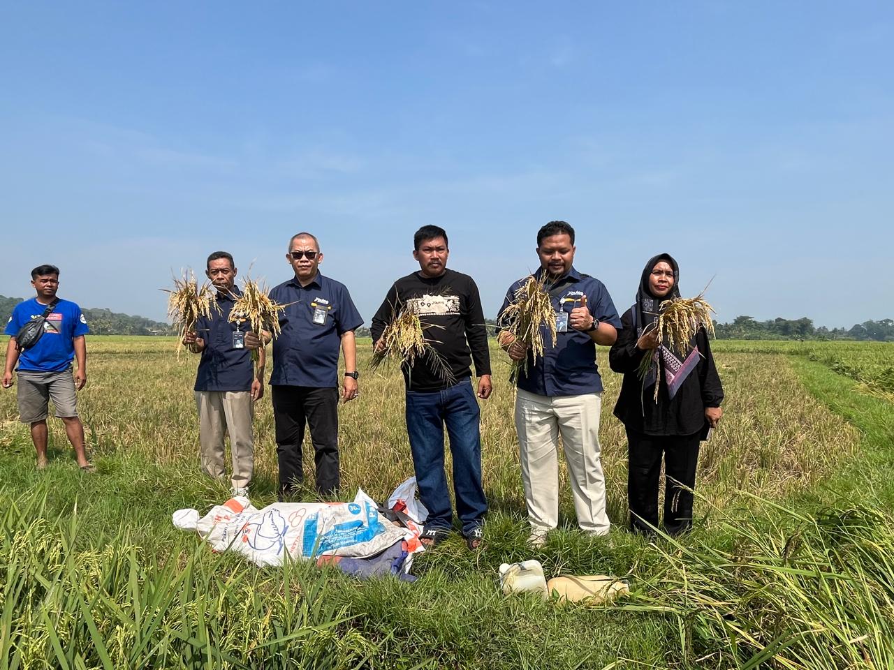 BULOG Pastikan Serap Gabah Petani Sesuai Arahan Pemerintah Serta Mendukung Program KDMP dan MBG