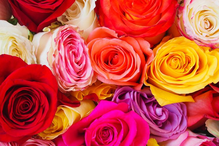 Menggali Makna Mendalam di Balik Warna-warna Mawar