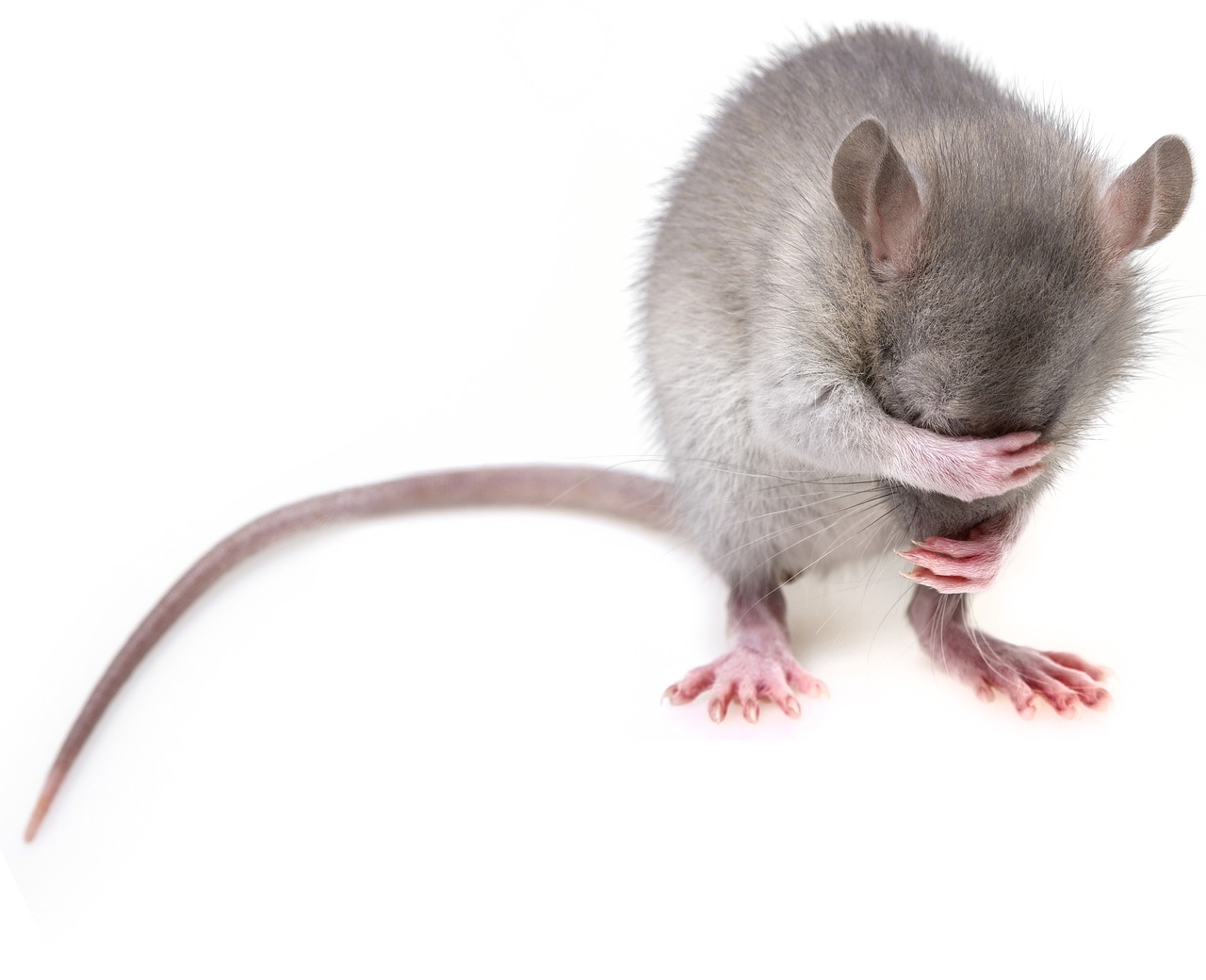 Gak Perlu Bahan Kimia 7 Bahan Alami ini Bisa Basmi Tikus di Rumah!