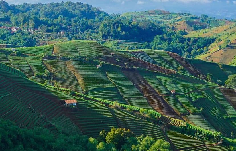 Wisata Terasering Panyaweuyan Majalengka: Surganya Pecinta Fotografi dan Healing Alam, Berikut Lengkapnya!