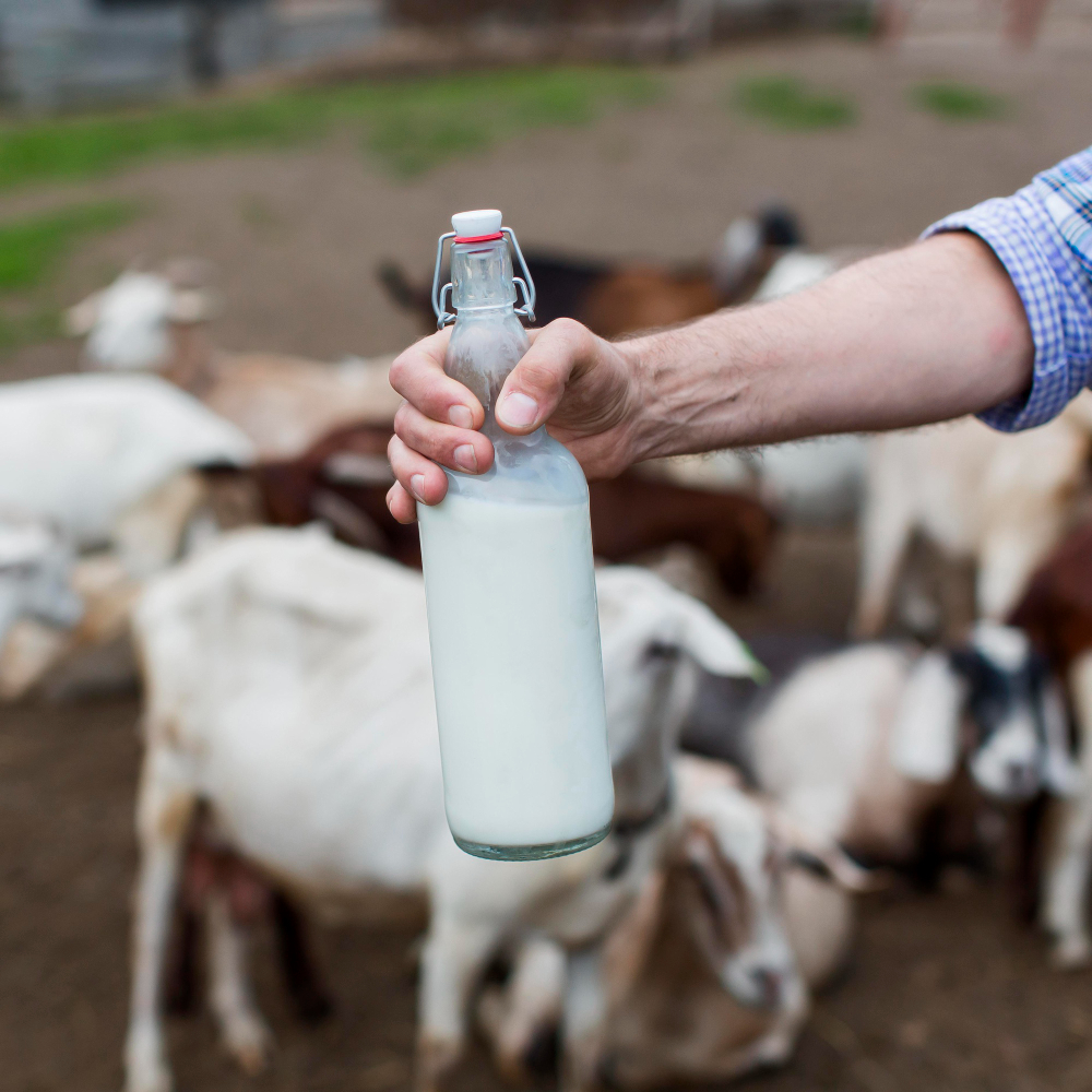 14 Manfaat Susu Kambing yang Wajib Dikonsumsi