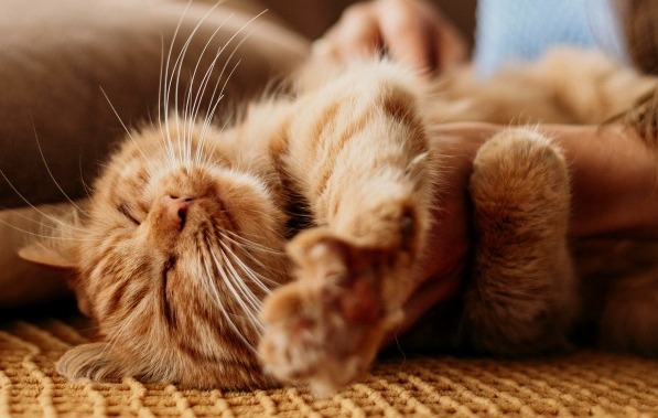 5 Alasan Mengapa Kucing Selalu Tidur Lama yang Bikin Geleng-geleng Kepala
