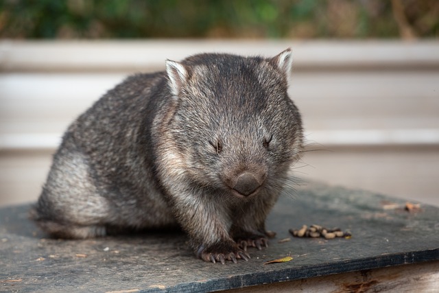 Fakta Menarik Wombat Penghuni Tersembunyi Australia