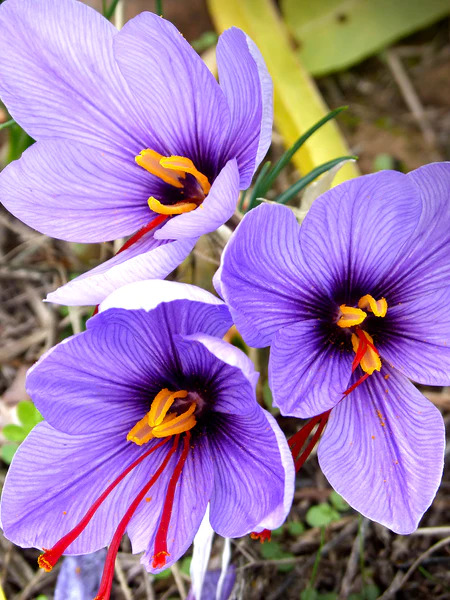6 Bunga Termahal di Dunia yang Memiliki Keindahan dan Kecantikan yang Menawan!   