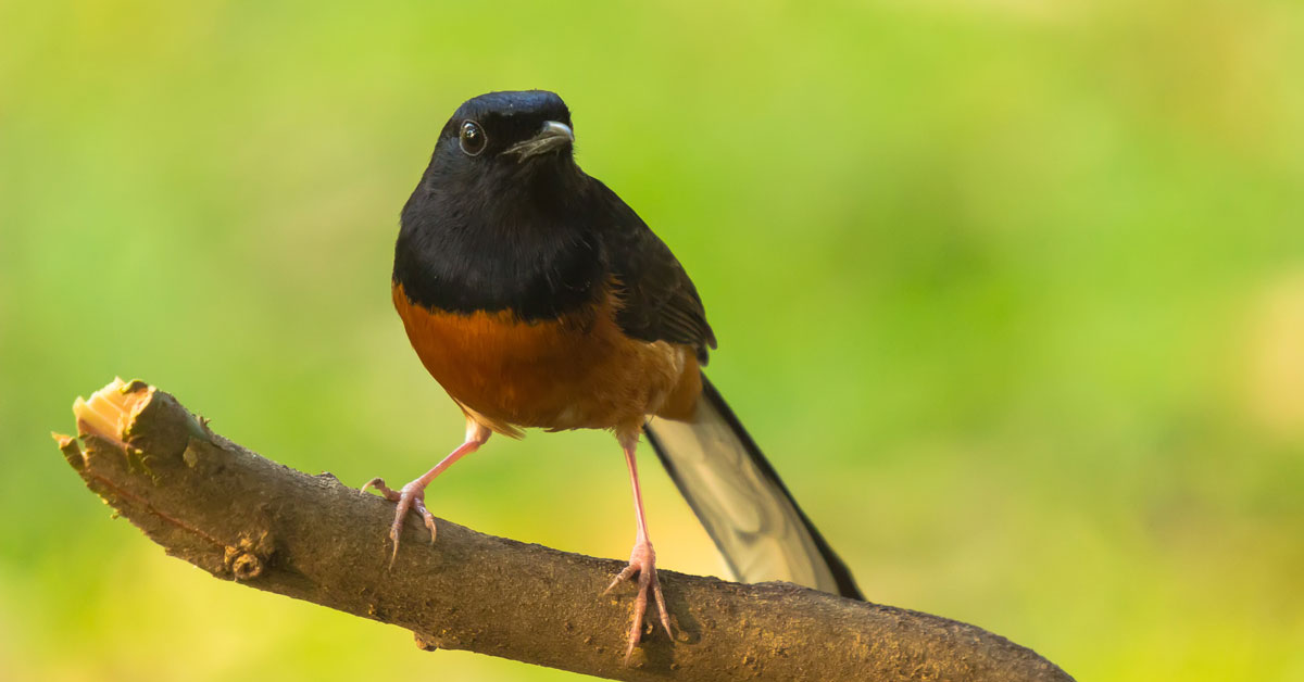 Tips Merawat Burung Murai, 100% Gacor Pasti Akan Juara!