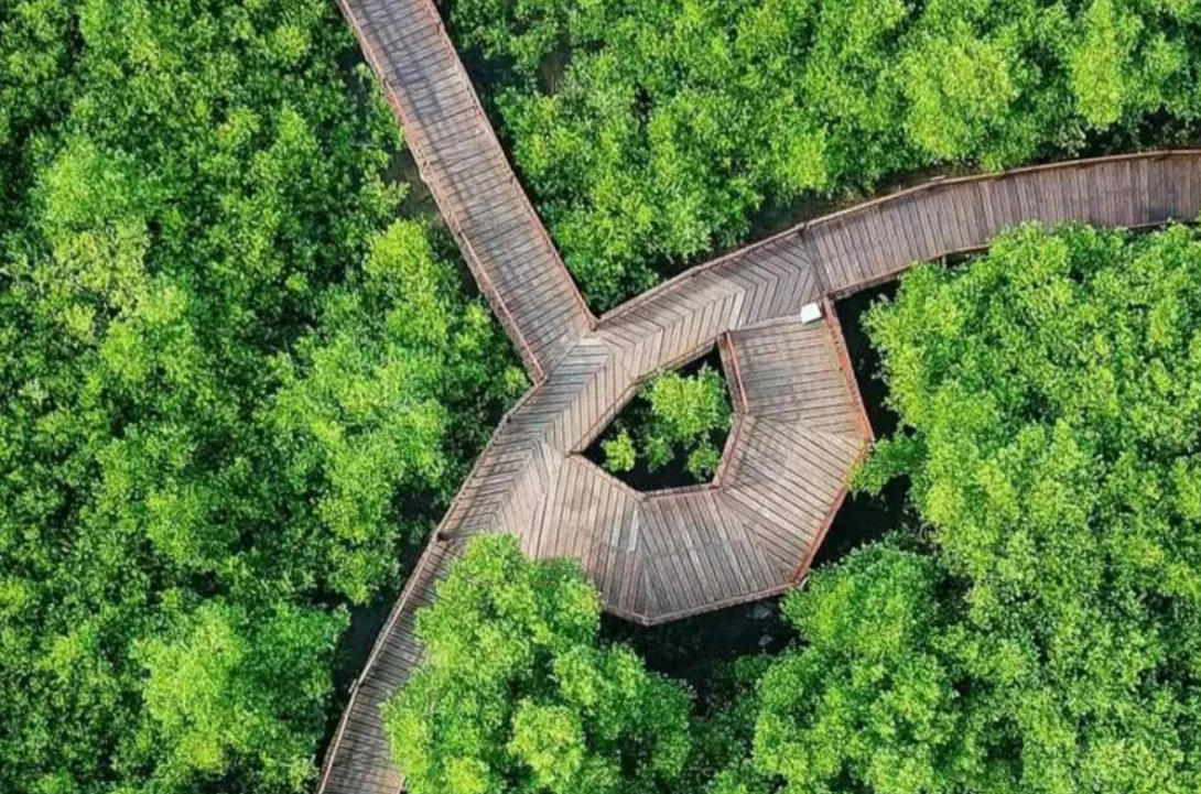 Pesona Menarik Kebun Raya Mangrove Surabaya 