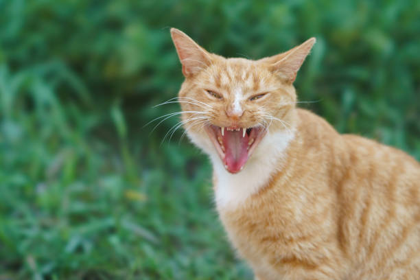 Punya Hewan Peliharaan Kucing? Waspadai Ciri-Ciri Kucing Terkena Rabies, Bisa Menular!