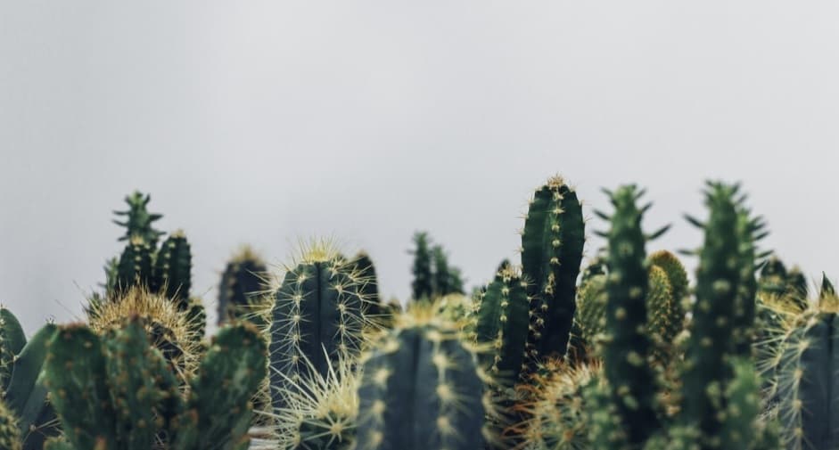 Mengenal 6 Manfaat Kaktus untuk Kesehatan dan Lingkungan