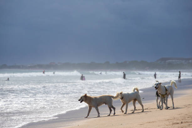 Puluhan Desa di Bali Masuk Zona 'Merah' Akibat Kasus Rabies yang Semakin Meningkat