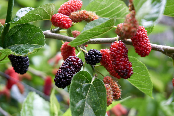 ﻿7 Manfaat Buah Murbei untuk Kesehatan, Peningkatan Kesehatan Mata dan Jantung