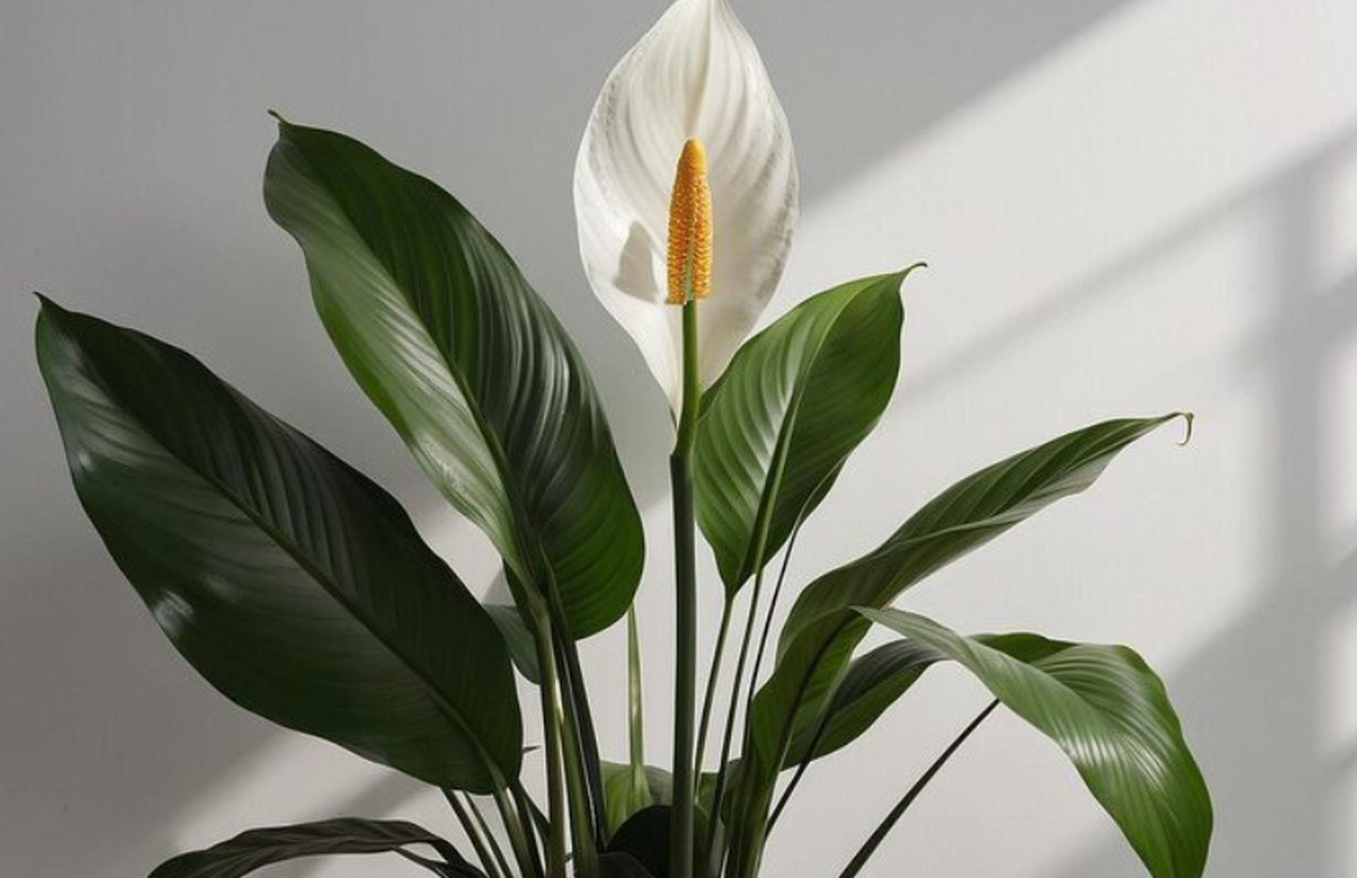 10 tanaman hias cantik 2026 yang mudah dirawat, Cocok untuk Pemula