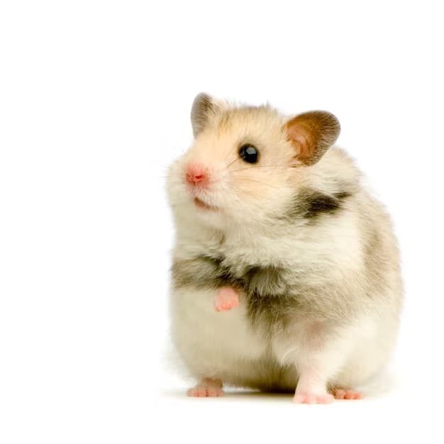 Merawat Hamster dengan Baik: Panduan Lengkap untuk Pemilik Hamster