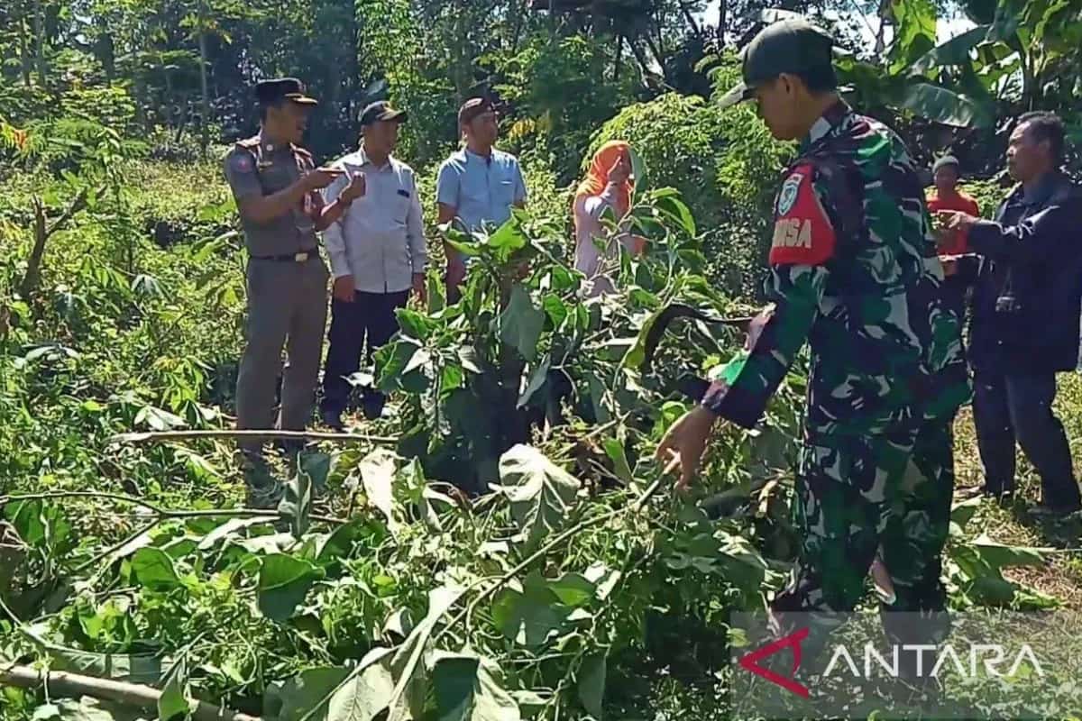 Antisipasi Penyalahgunaan untuk Mabuk, Puluhan Pohon Kecubung di Cianjur Dimusnahkan