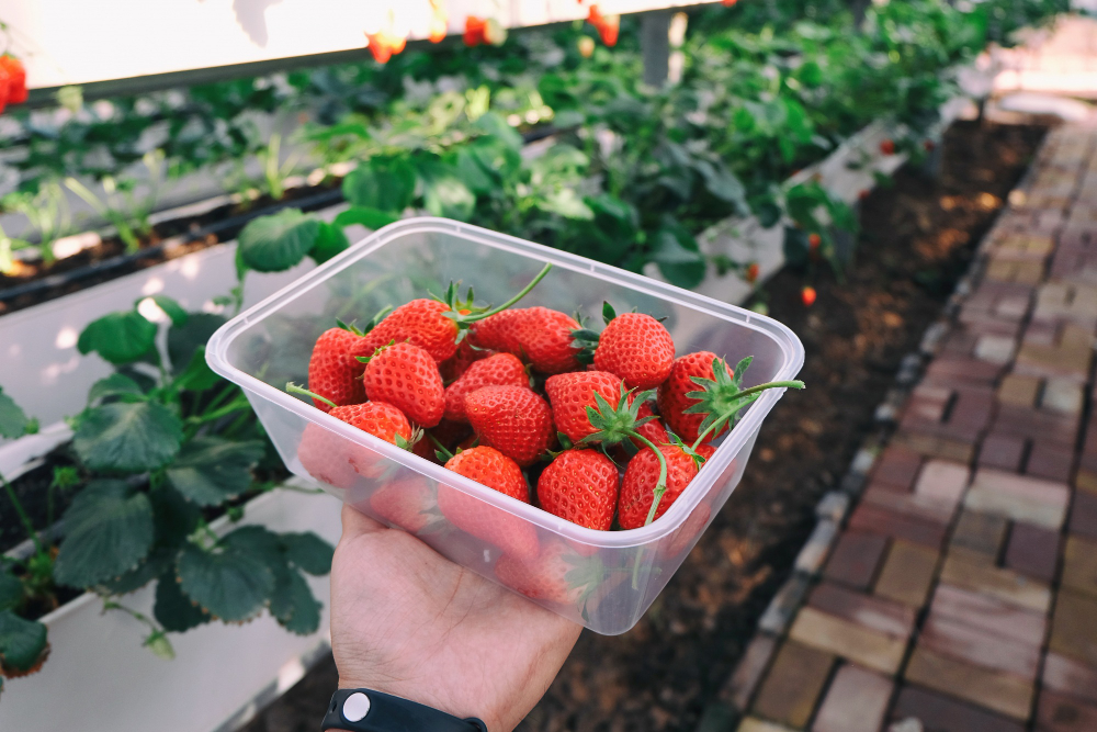 Tips Menanam Strawberry di Rumah, Manis dan Segar dari Kebun Sendiri!