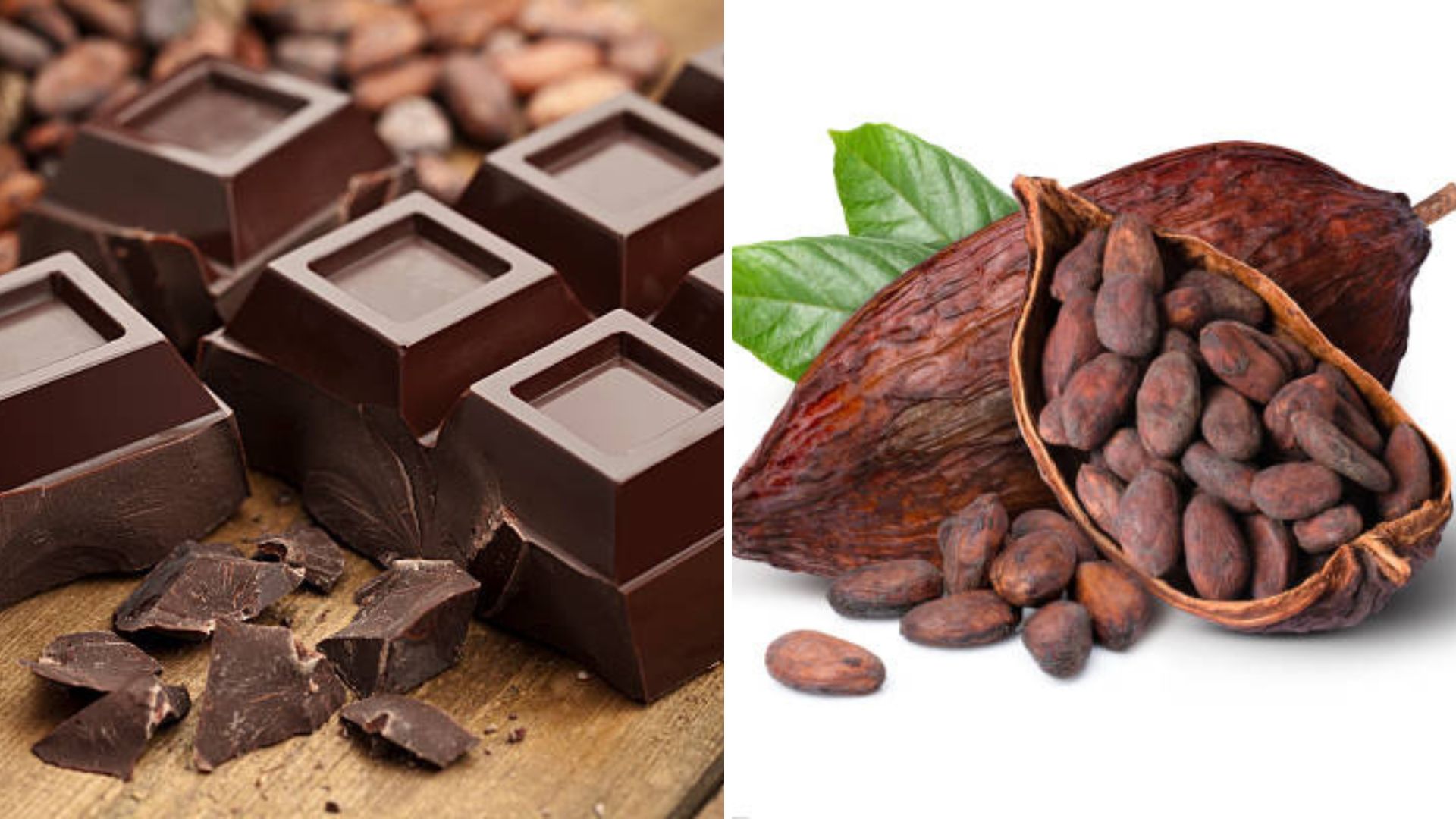 10 Fakta Unik tentang Cokelat