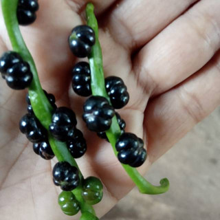 3 Manfaat Buah Angkung yang Ampuh Mengobati Berbagai Macam Penyakit, Termasuk Kanker? 