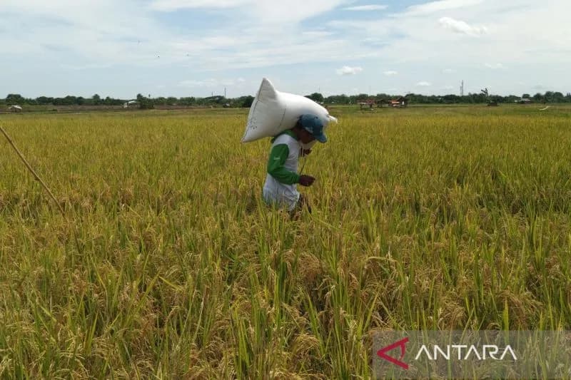 Pemkot Cirebon Sebut Produktivitas Tanaman Padi Mencapai 7 Ton per Ha