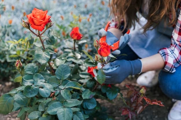 Cara Merawat Tanaman Bunga Mawar dengan Baik Agar Tidak Cepat Mati