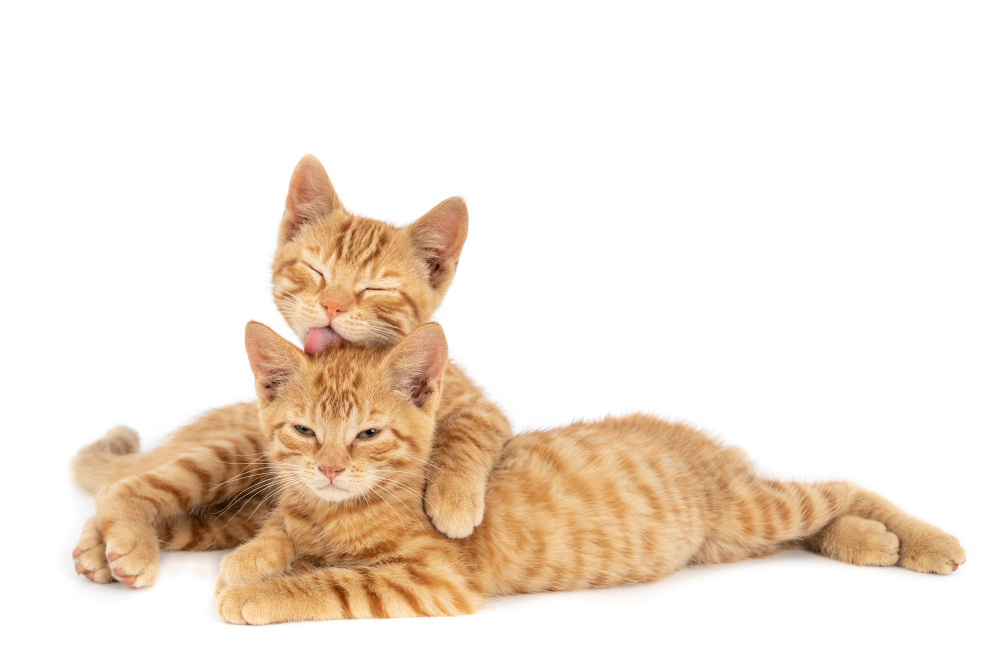 Daftar Pulau di Jepang Penuh Kucing, Pecinta Kucing Pasti Suka