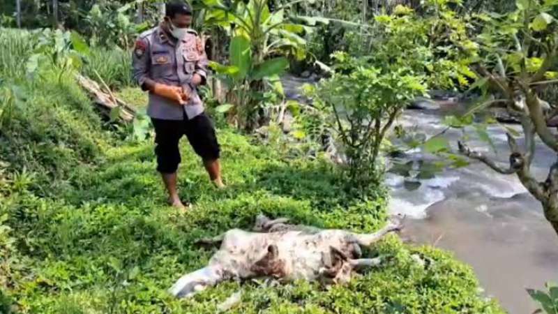 Puluhan Bangkai Kambing Mengambang di Sungai, Ini Temuan Polisi