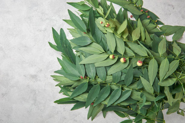 Kaya Nutrisi! 10 Manfaat Daun Katuk untuk Ibu Menyusui