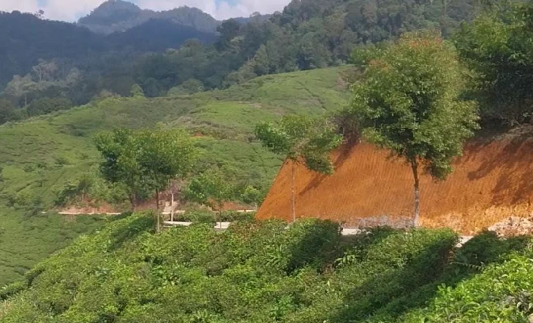 Tour de Malasari, Ratusan Atlet Sepeda Dimanjakan Pemandangan di Tengah Kebun Teh di Kabupaten Bogor