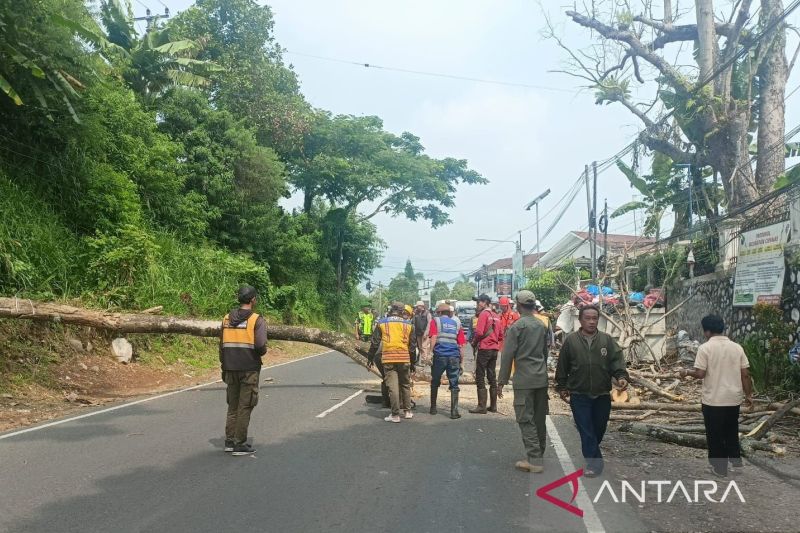 Antisipasi Cuaca Ekstrem, BPBD Cianjur Tebang Pohon Rawan Tumbang di Jalur Nasional