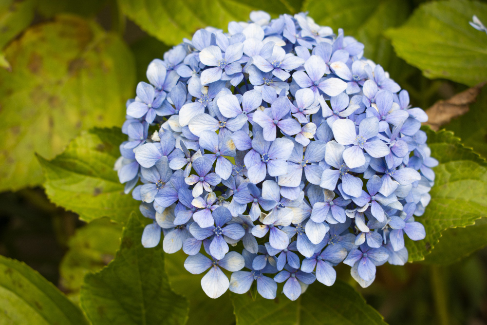 4 Cara Budidaya Bunga Hortensia di Indonesia, Tanaman Hias Menarik Dengan Warna Memukau