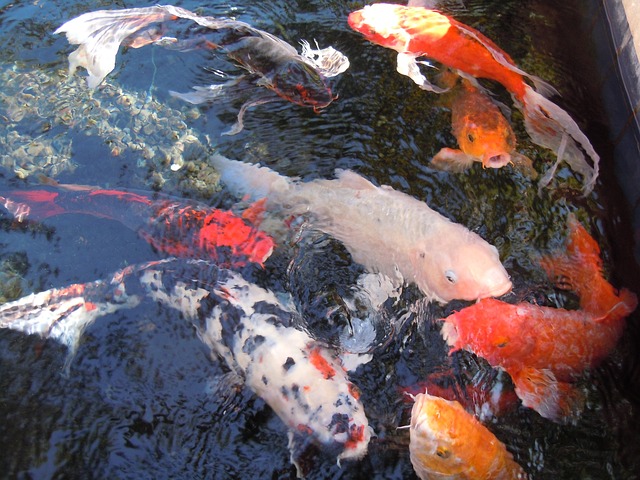 Simak 5 Cara Budidaya Ikan Koi yang Aman Sehingga Memiliki Harga Tinggi di Pasaran, Menggiurkan!