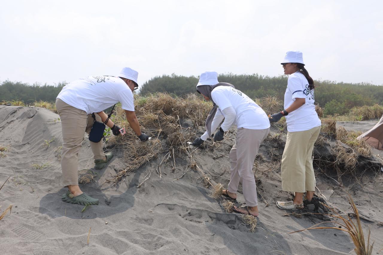 Penyu-lamat 2025: Aksi Sukarelawan Karyawan Telkom Edukasi Sampah dan Konservasi Penyu di Pantai Pelangi Yogya