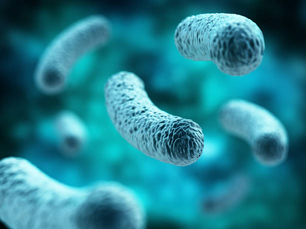 7 Jenis Bakteri Baik bagi Tubuh dan Fungsinya Bagi Kesehatan 
