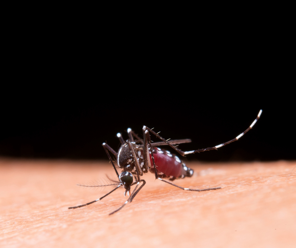 20 Tips Membasmi Nyamuk dengan Efektif