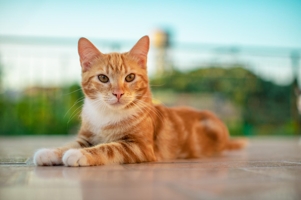 10 Alasan Kamu Harus Memelihara Kucing Oranye di Rumah