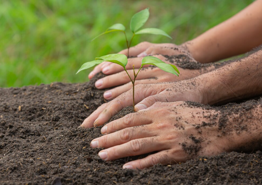 Wacana Tanam dan Rawat Pohon di Jawa Barat Diupah Rp 50 Ribu, Warga Bilang Begini