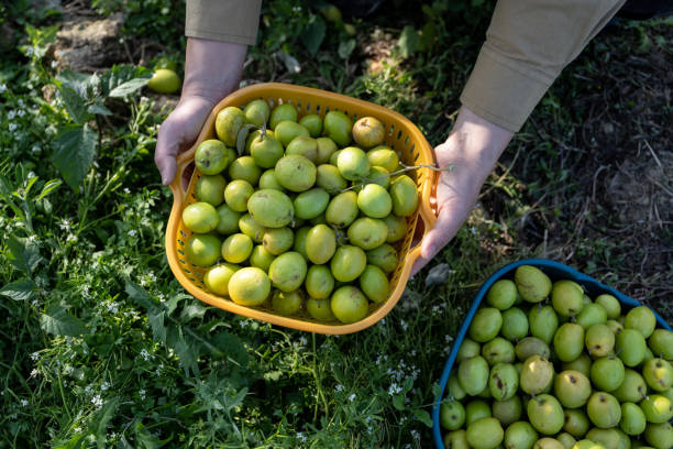 10 Khasiat Buah Kurma Muda bagi Kesehatan yang Belum Banyak Orang Tau, Apa Saja?