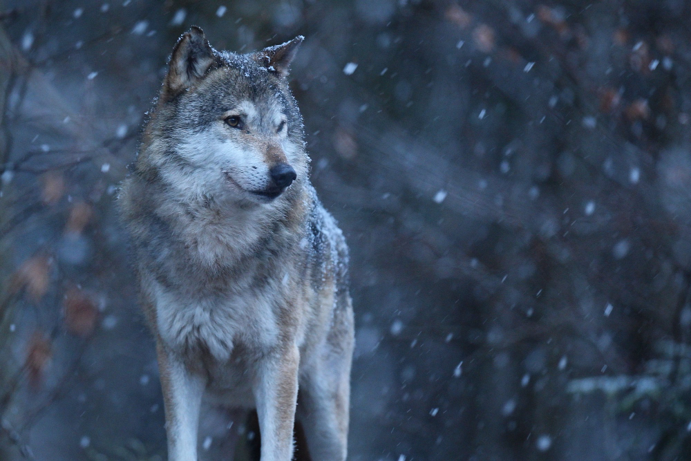 Fakta Unik Serigala: Keajaiban Tentang Hewan Setia Ini