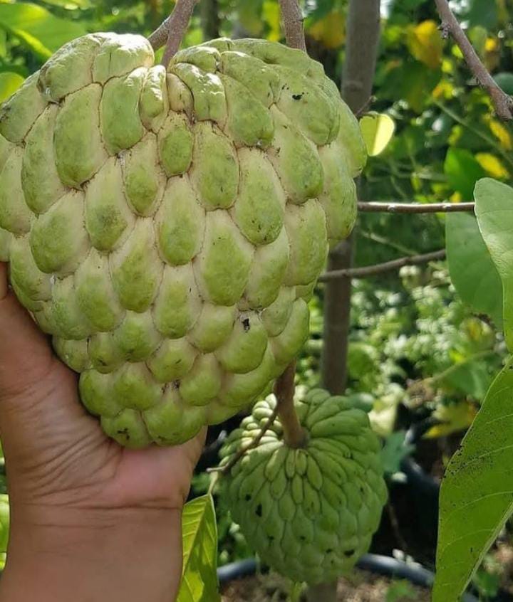 8 Manfaat Srikaya Si Buah Ajaib dengan Segudang Khasiat untuk Kesehatan Tubuh!   