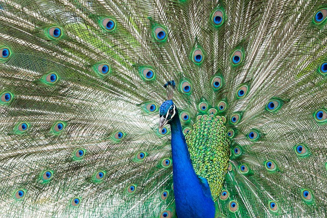 7 Fakta Menarik Tentang Burung Merak: Keindahan dan Keunikan yang Mempesona   