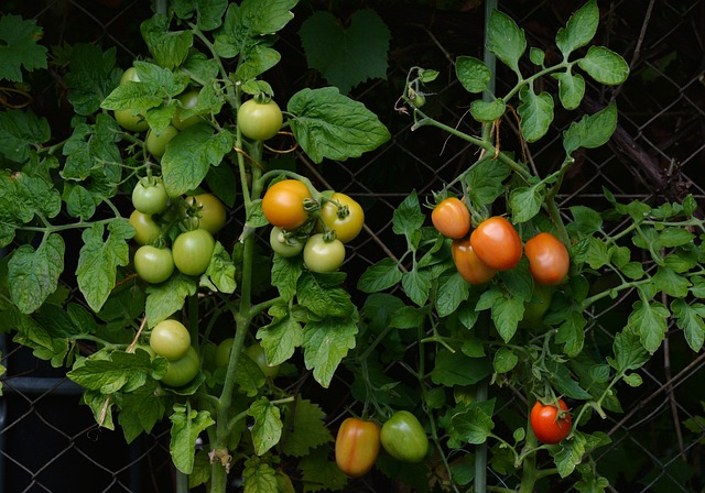 7 Tips Praktis Berkebun Organik di Rumah: Cara Mudah untuk Panen Sayur Sehat