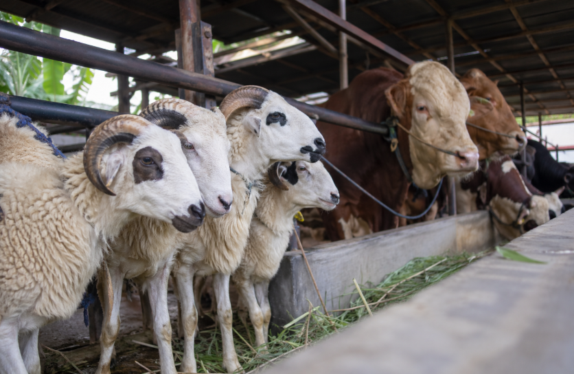 Harga Domba dan Sapi Kurban 2026 Terbaru, Cek Sebelum Beli