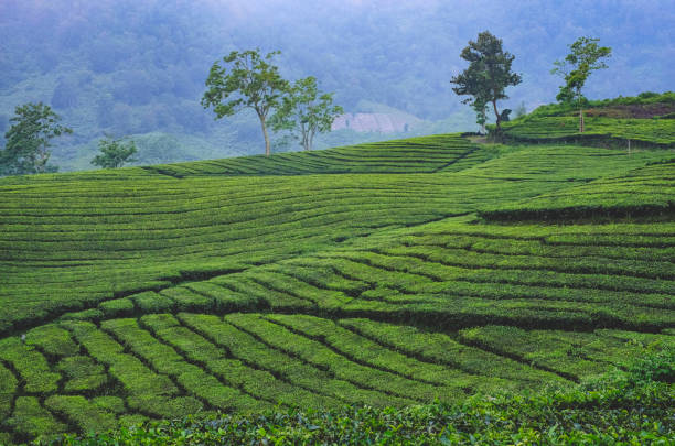 7 Objek Wisata Hits Pangalengan, Ada Pemandian Air Panas